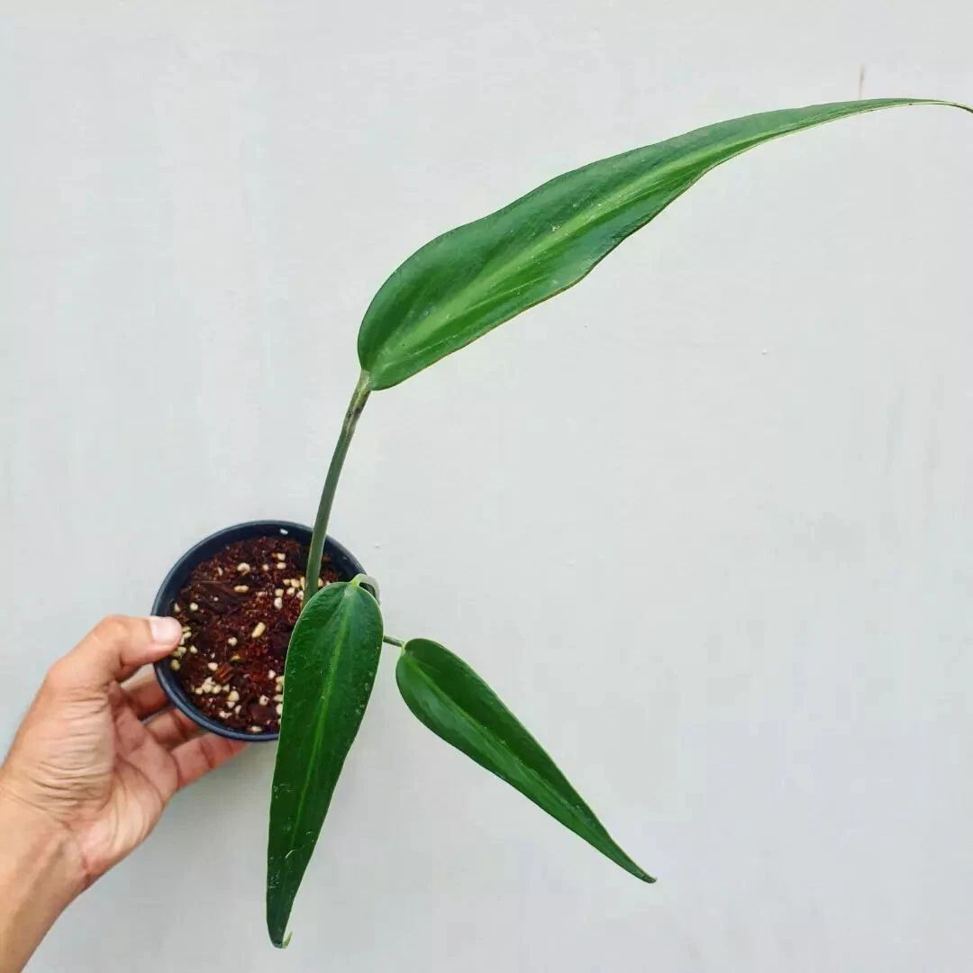 Monstera Burle marx Flame rare aroid tropical house plant